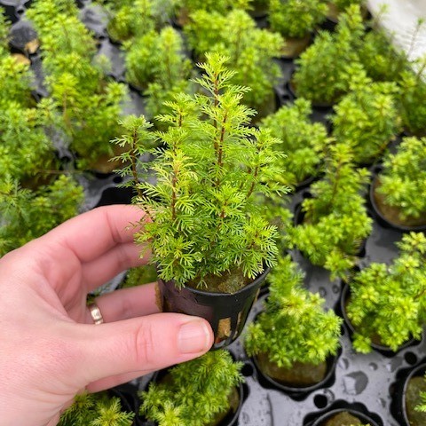 Myriophyllum guyana in pot